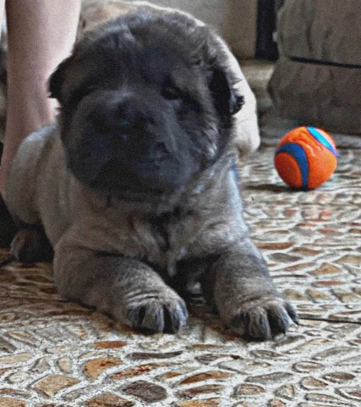 Shar-Pei Puppies breeder image 14