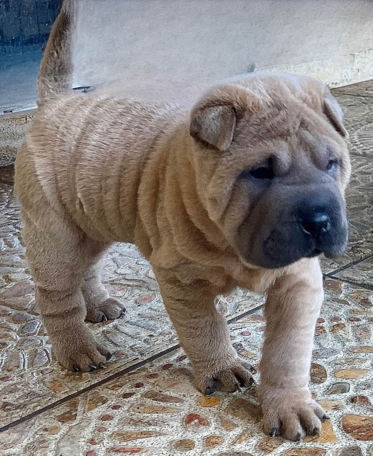 Shar-Pei Puppies breeder image 1