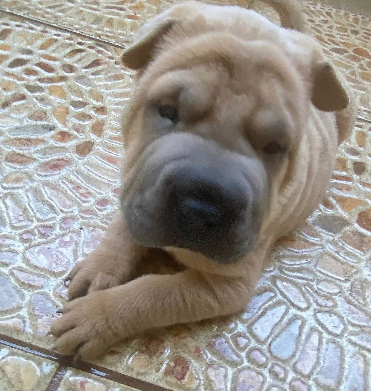 Shar-Pei Puppies breeder image 16
