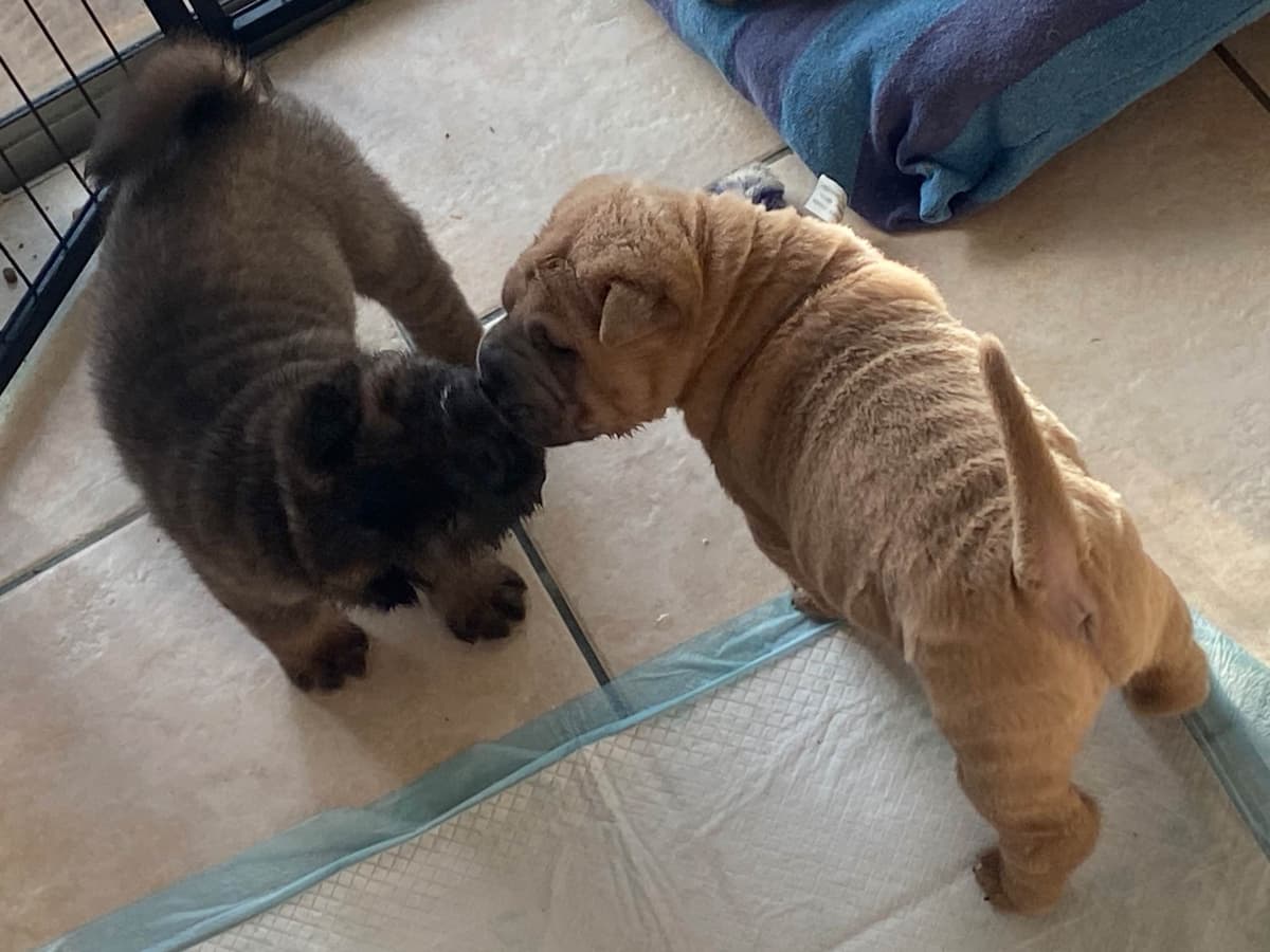 Shar-Pei Puppies breeder image 17