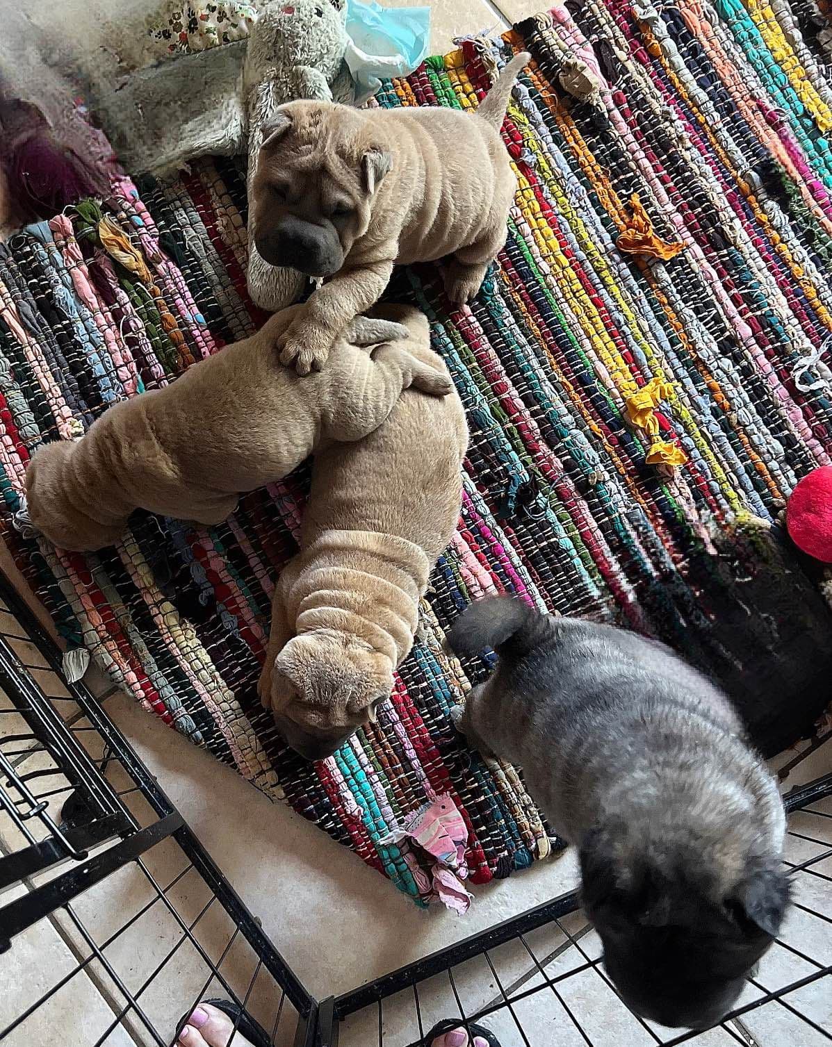 Shar-Pei Puppies breeder image 18