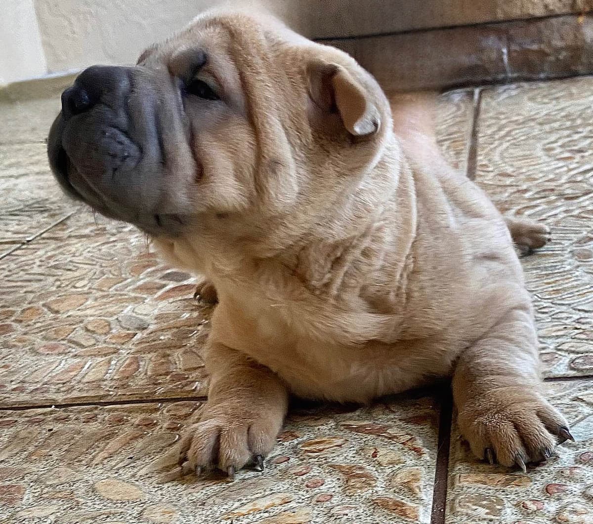 Shar-Pei Puppies breeder image 19