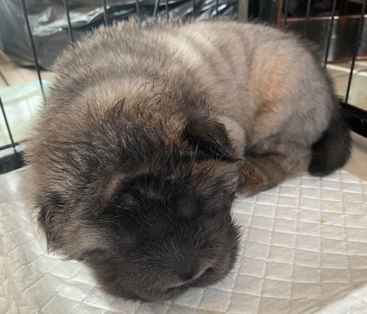 Shar-Pei Puppies breeder image 20