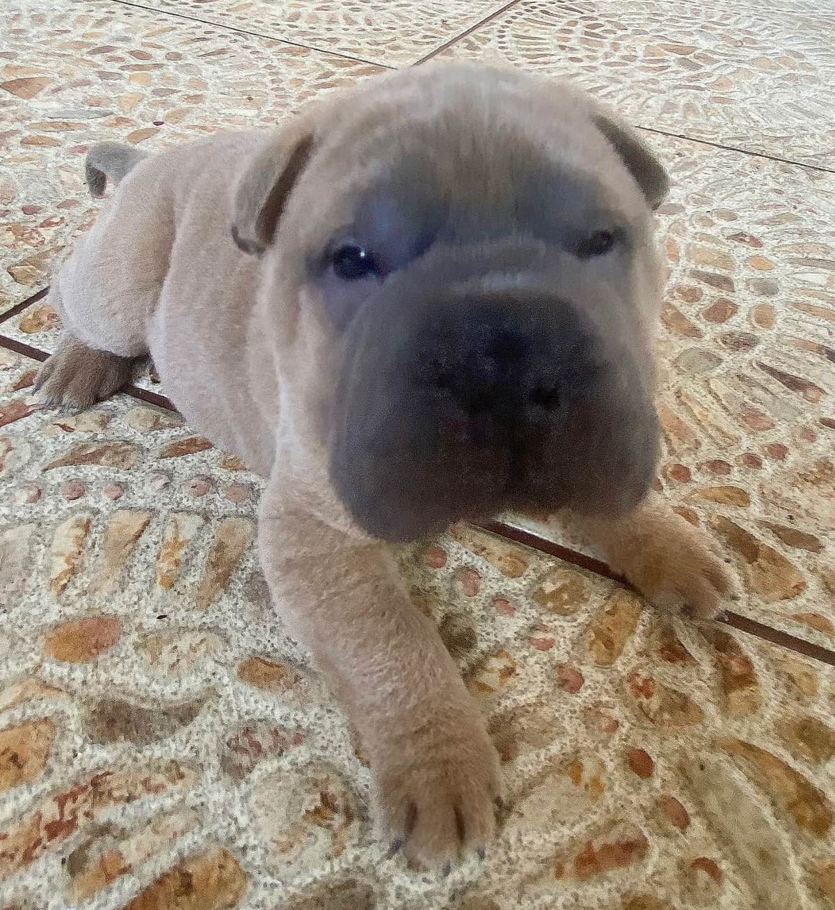 Shar-Pei Puppies breeder image 21