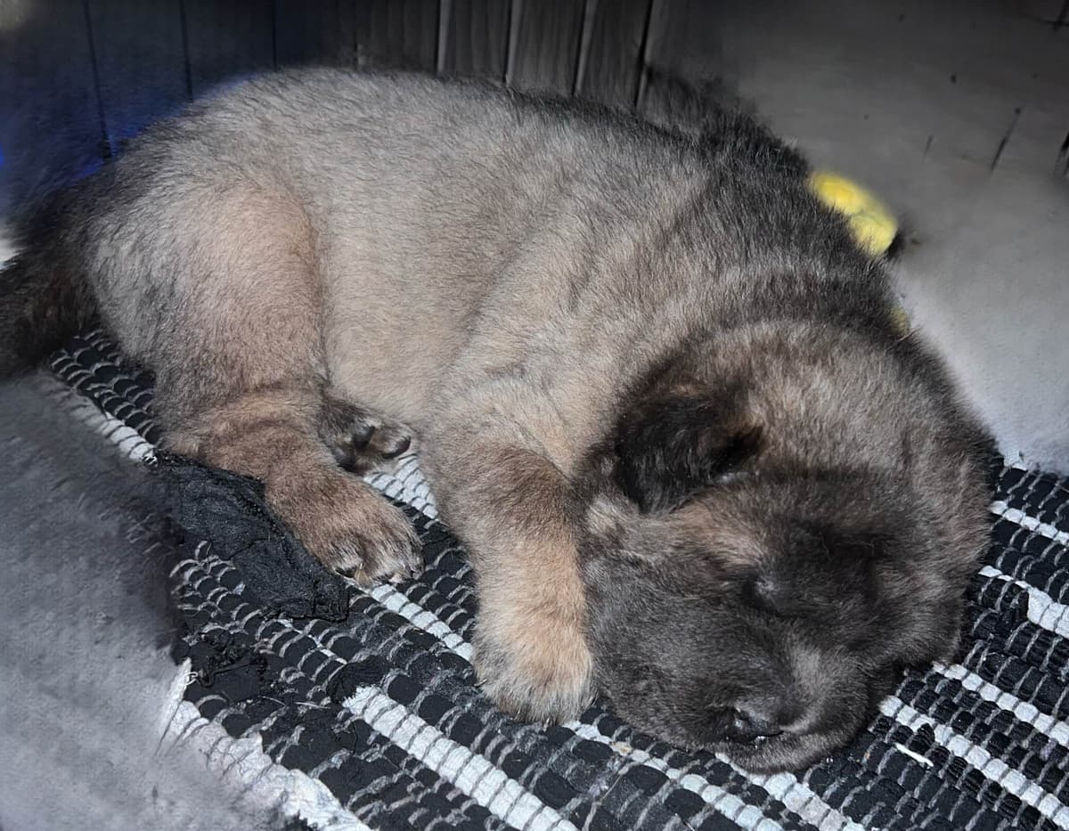 Shar-Pei Puppies breeder image 22