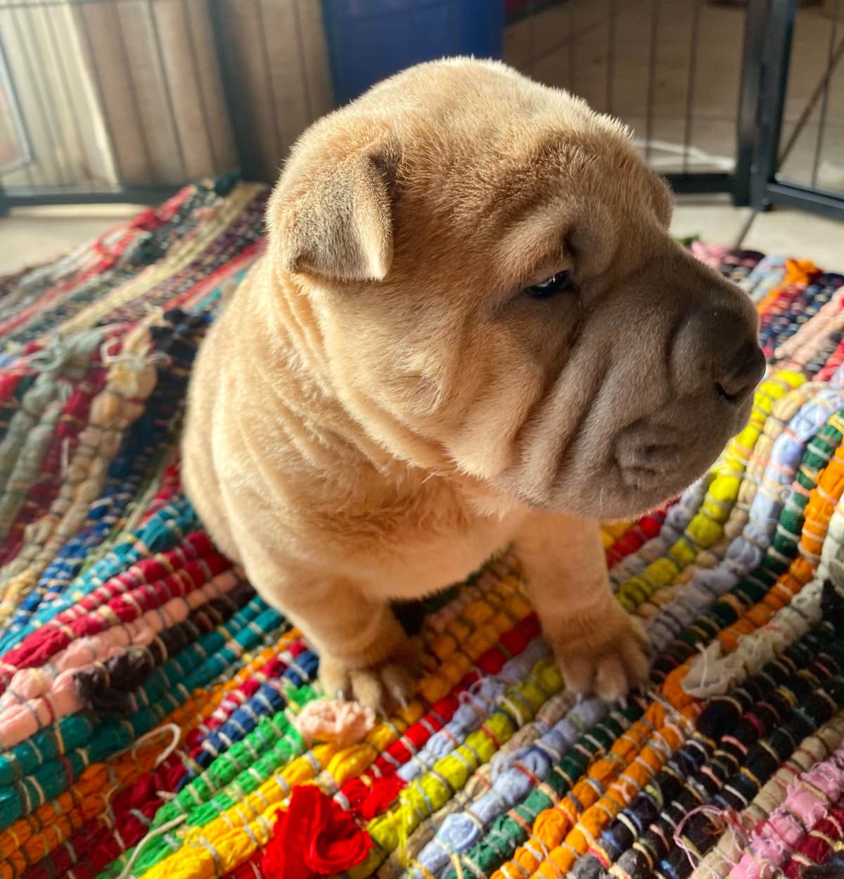Shar-Pei Puppies breeder image 23