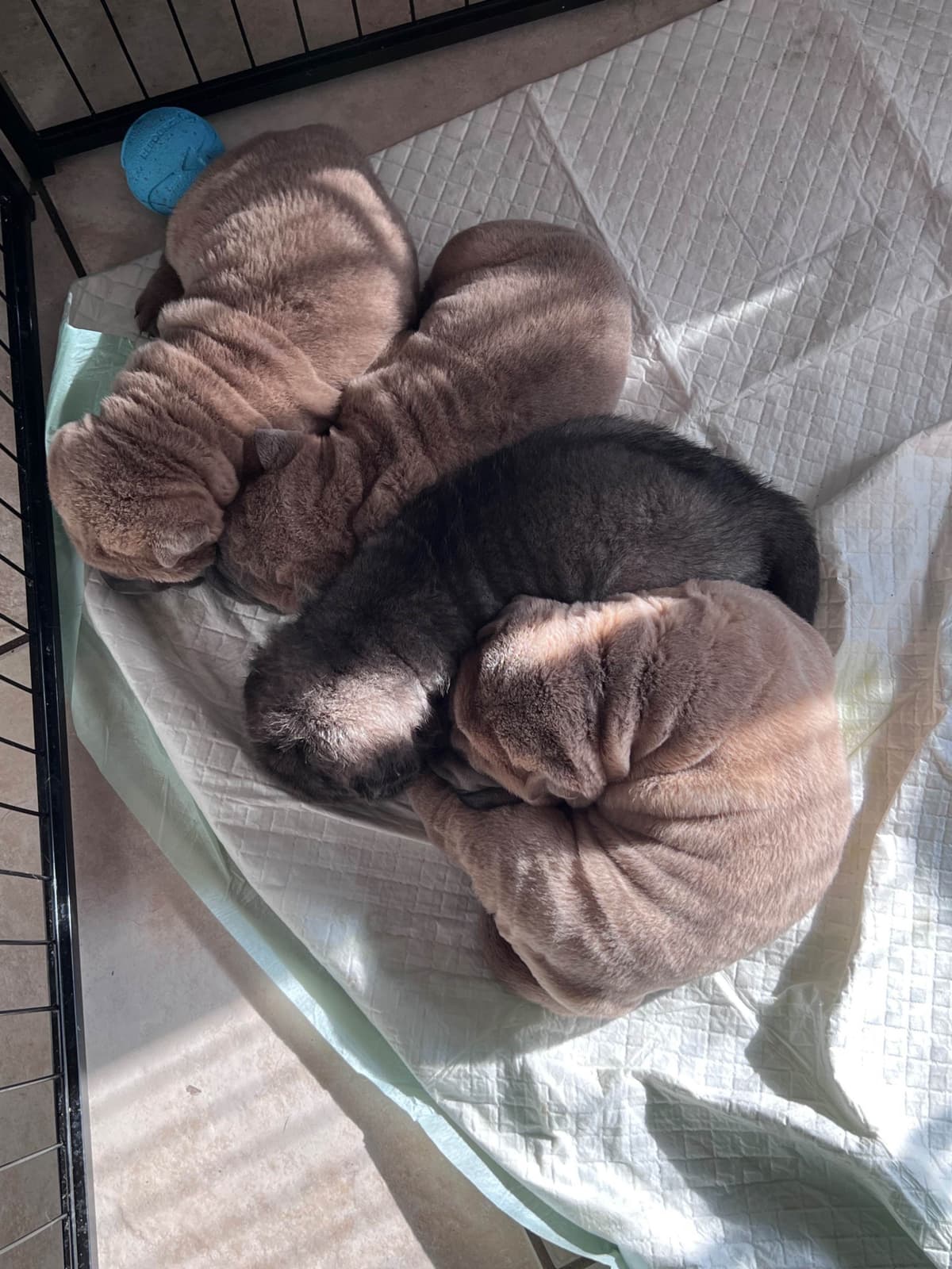 Shar-Pei Puppies breeder image 24