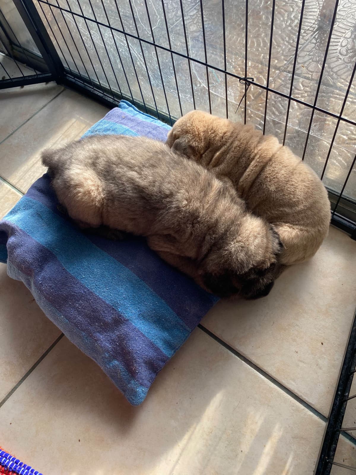 Shar-Pei Puppies breeder image 25