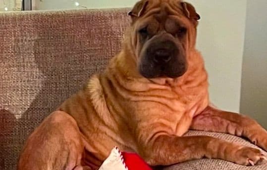 Shar-Pei Puppies breeder image 26