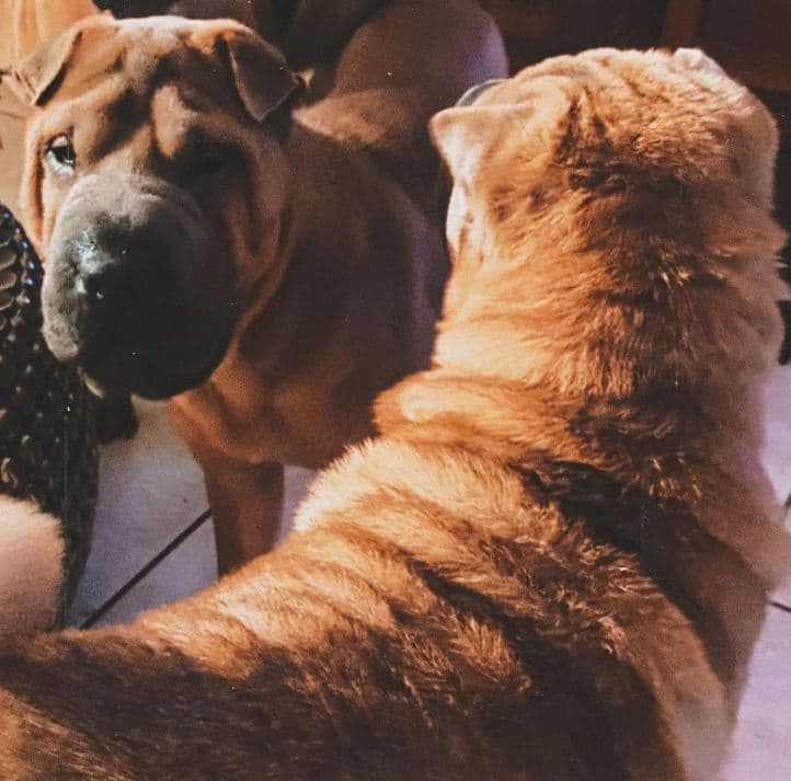 Shar-Pei Puppies breeder image 27