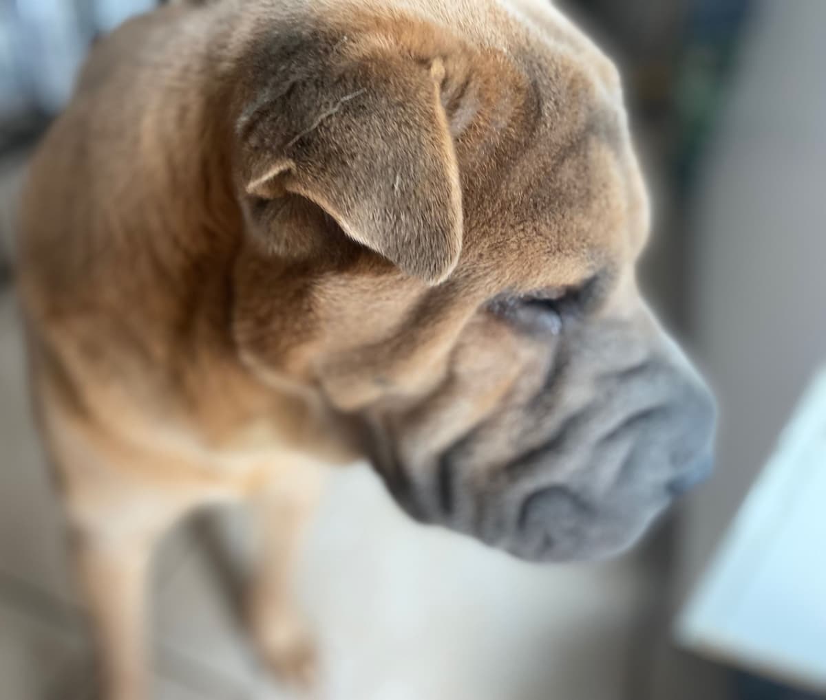 Shar-Pei Puppies breeder image 28
