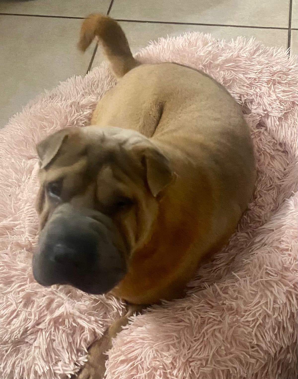 Shar-Pei Puppies breeder image 29