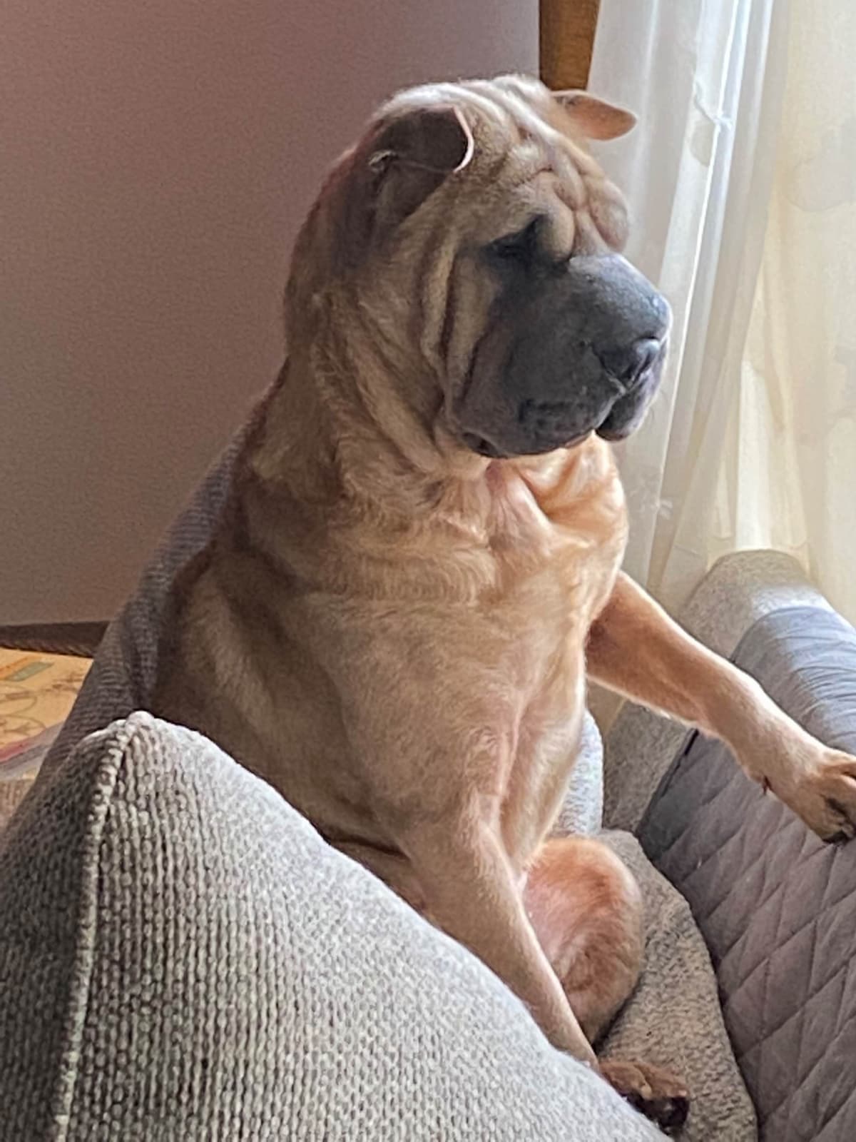 Shar-Pei Puppies breeder image 30