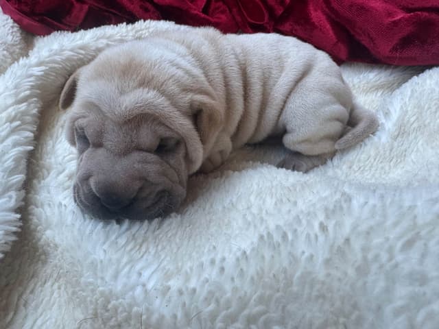 Shar-Pei Puppies media 2