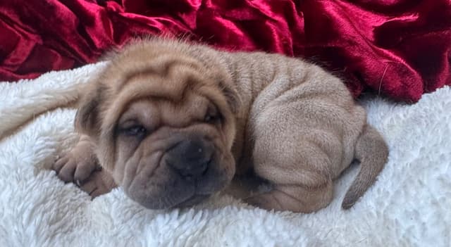 Shar-Pei Puppies media 3