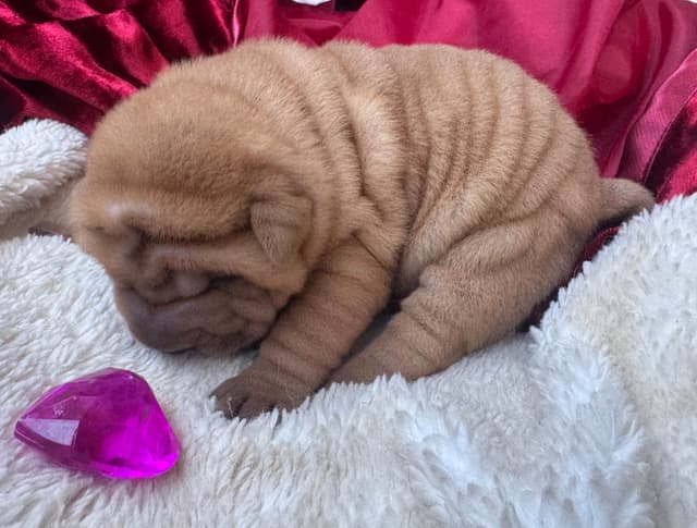 Shar-Pei Puppies media 4