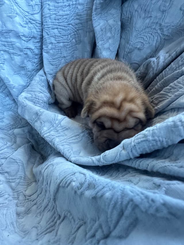 Shar-Pei Puppies media 5