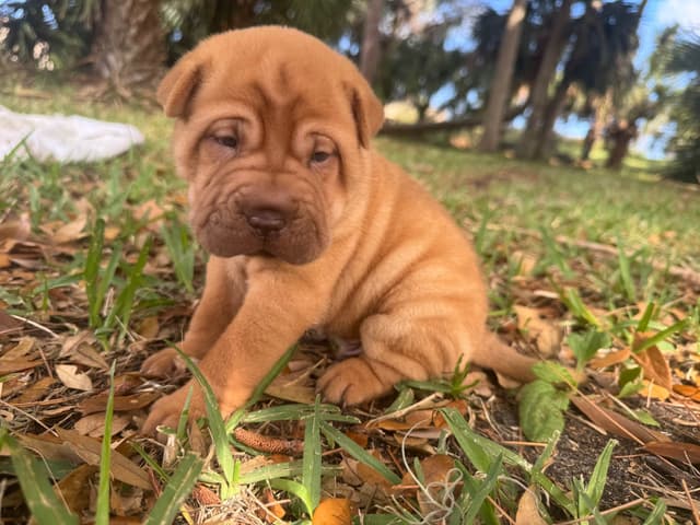 Shar-Pei Puppies media 6