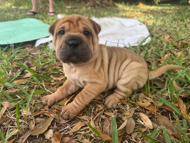 Shar-Pei Puppies media 7