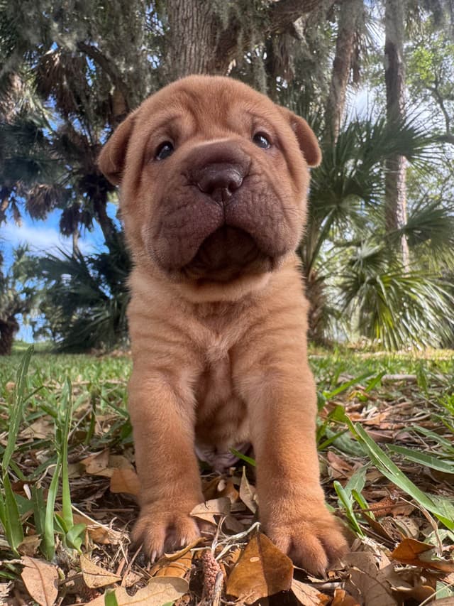 Shar-Pei Puppies media 9
