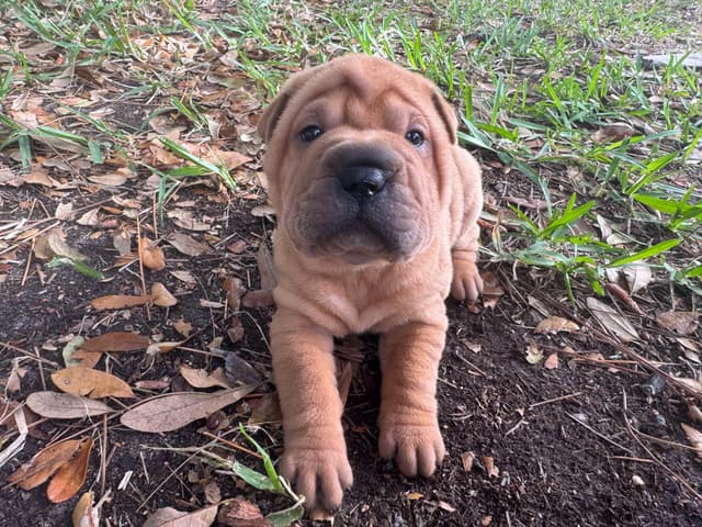 Shar-Pei Puppies media 8