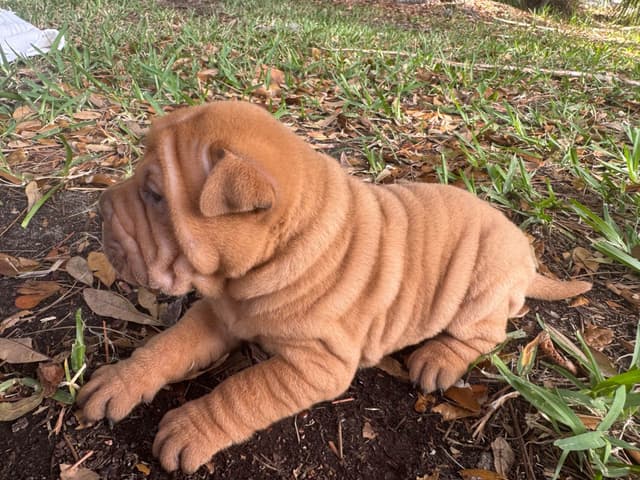 Shar-Pei Puppies media 10