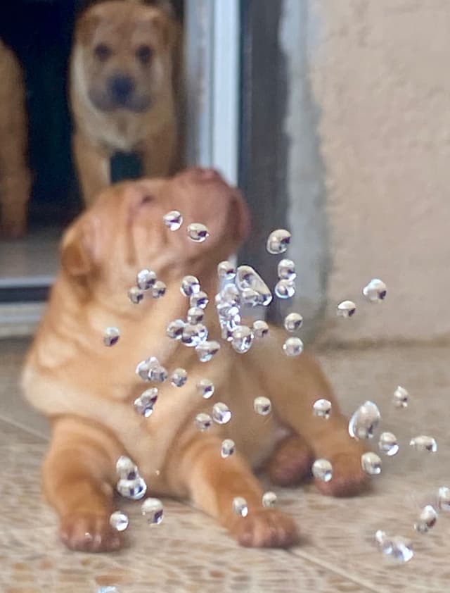 Shar-Pei Puppies media 12