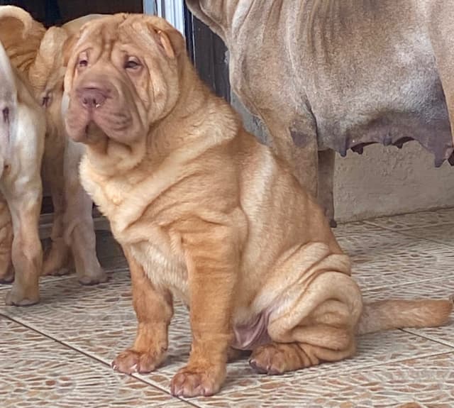 Shar-Pei Puppies media 13