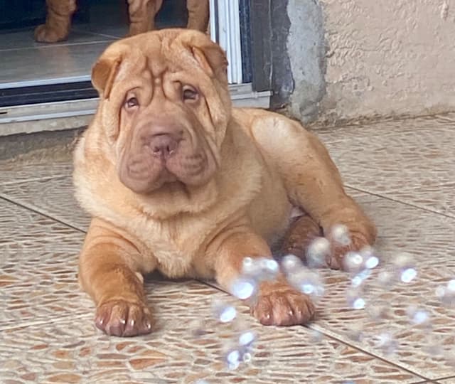 Shar-Pei Puppies media 14