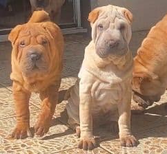 Shar-Pei Puppies media 15