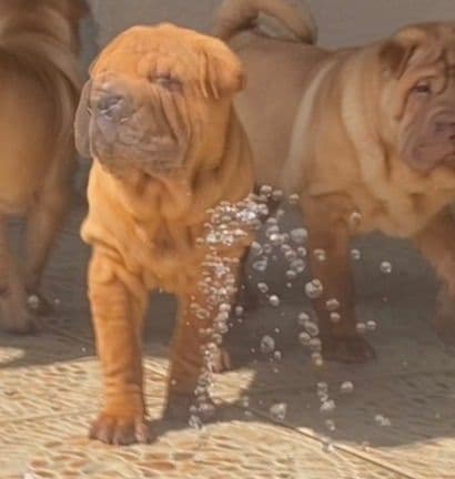 Shar-Pei Puppies media 16