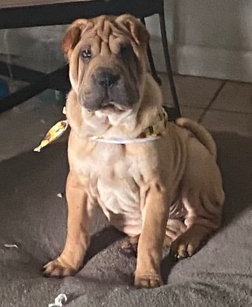 Shar-Pei Puppies media 17