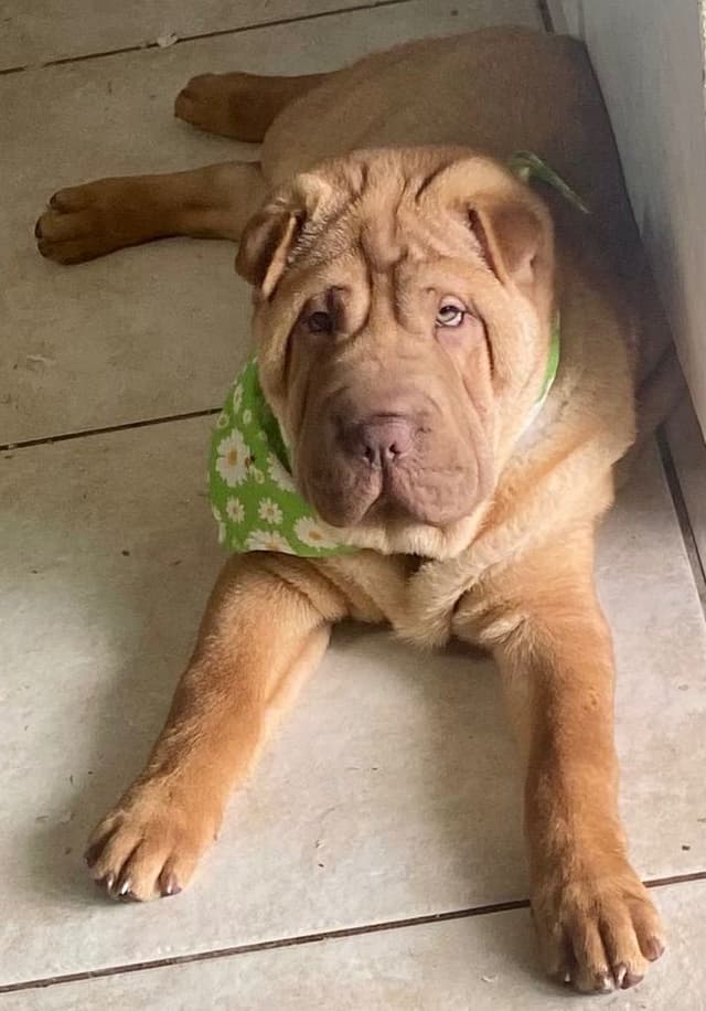 Shar-Pei Puppies media 18