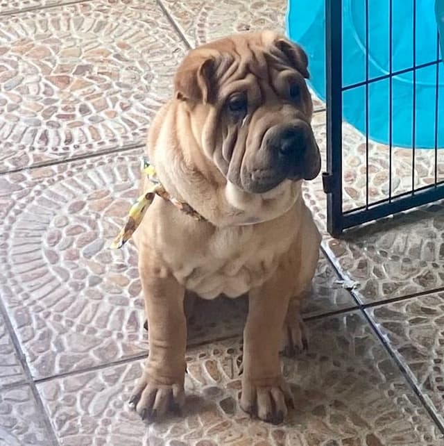 Shar-Pei Puppies media 19