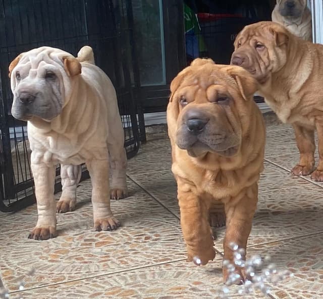 Shar-Pei Puppies media 20