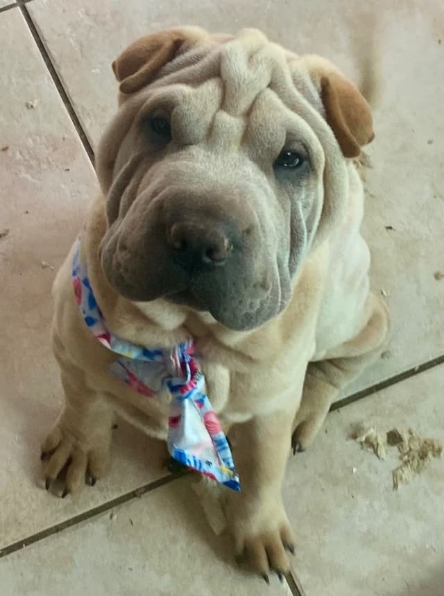Shar-Pei Puppies media 21