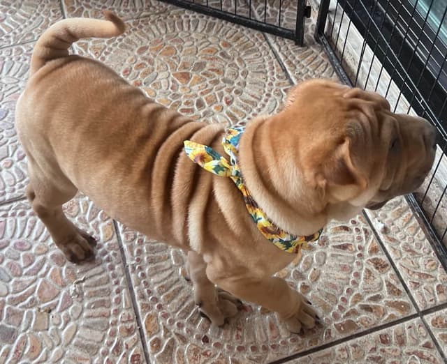 Shar-Pei Puppies media 22
