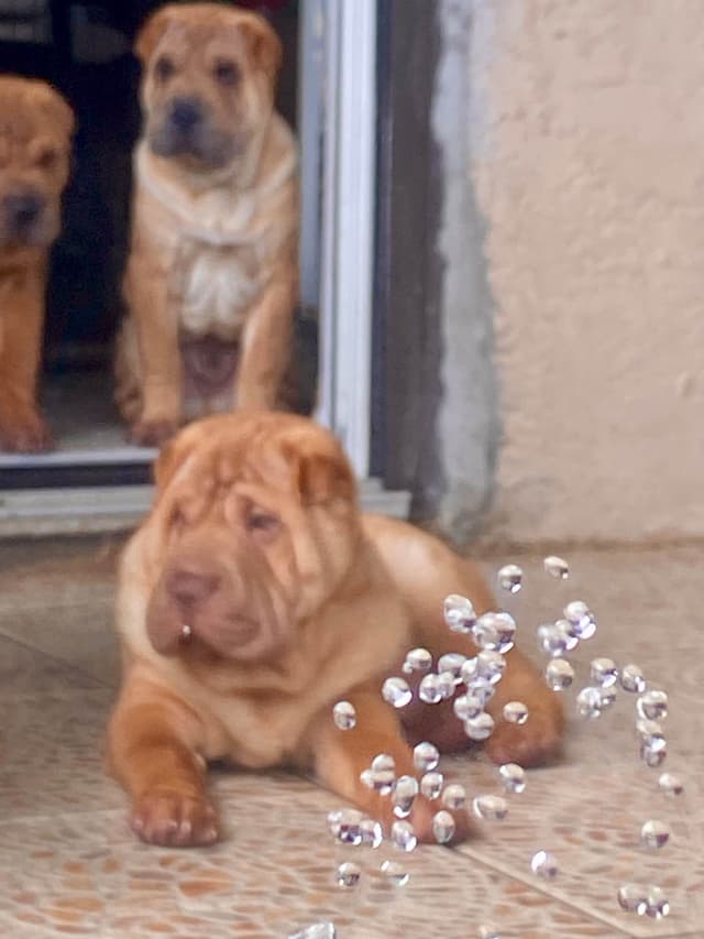 Shar-Pei Puppies media 24
