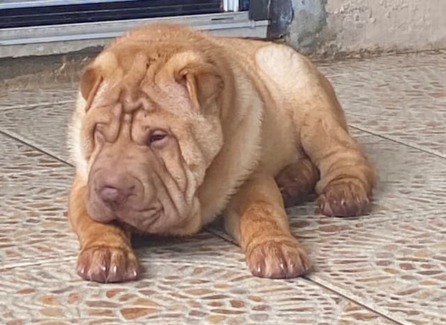 Shar-Pei Puppies media 23