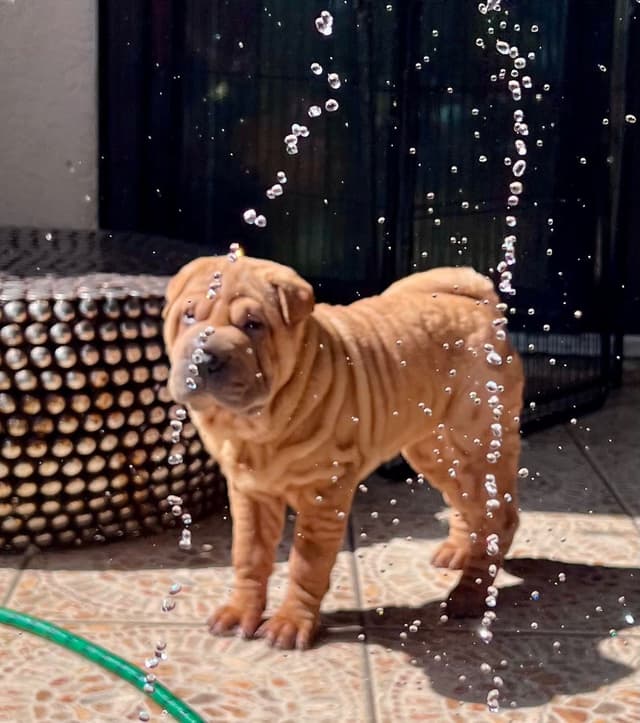 Shar-Pei Puppies media 25