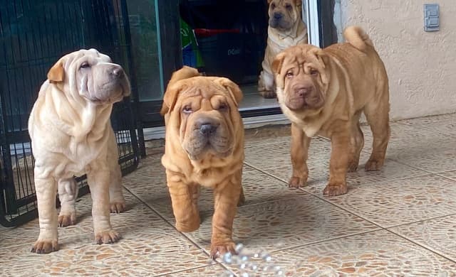 Shar-Pei Puppies media 26