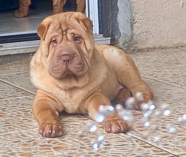 Shar-Pei Puppies media 27