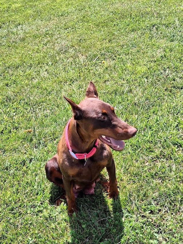 Doberman Pinscher Puppies media 2