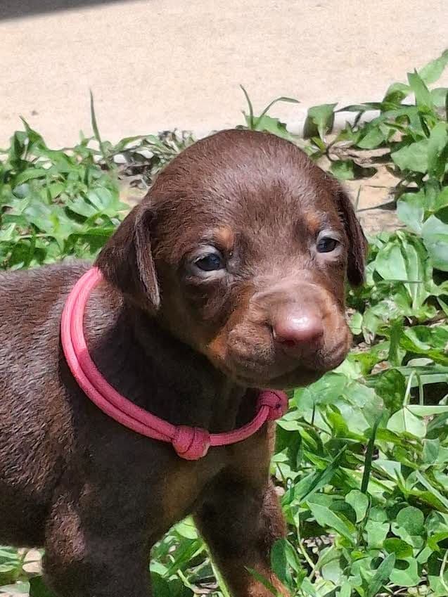 Doberman Pinscher Puppies media 3