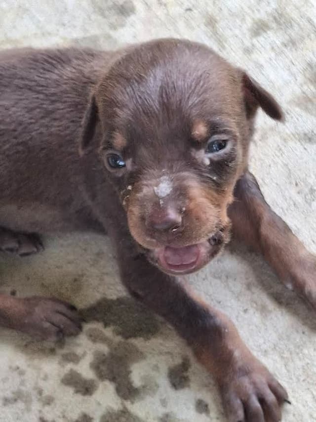 Doberman Pinscher Puppies media 4