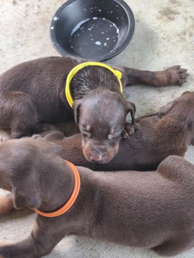 Doberman Pinscher Puppies media 5