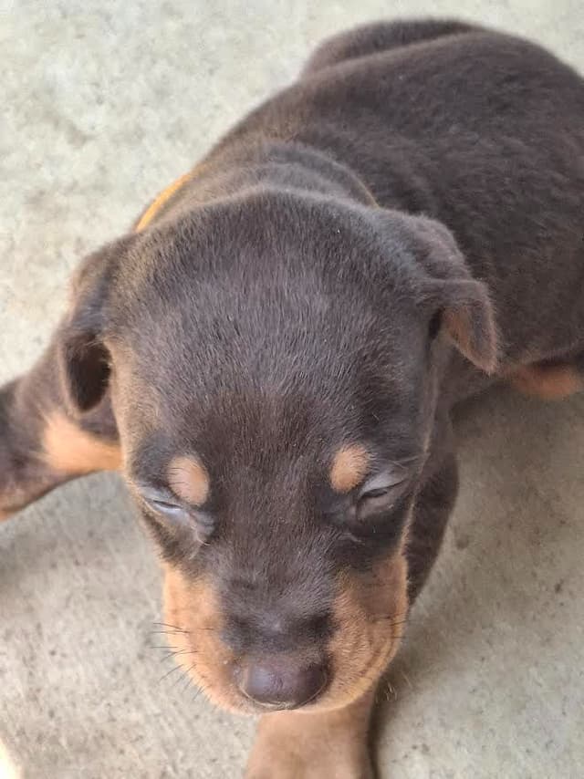 Doberman Pinscher Puppies media 6