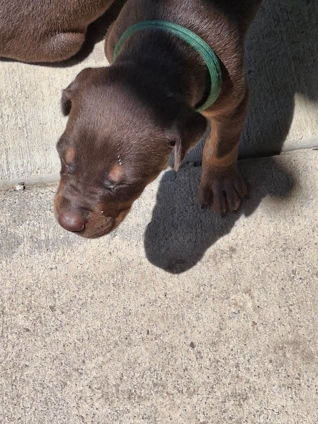 Doberman Pinscher Puppies media 7