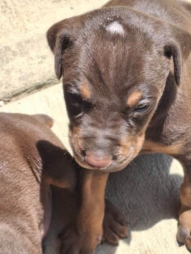 Doberman Pinscher Puppies media 8