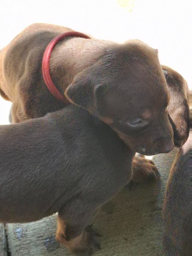 Doberman Pinscher Puppies media 9